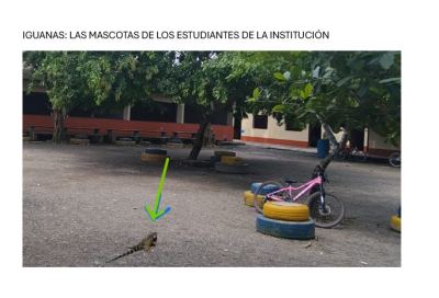 Iguana: parte de la fauna del territorio