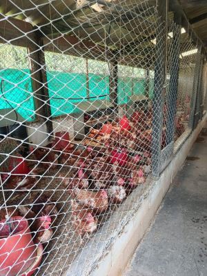 Criadero de gallinas