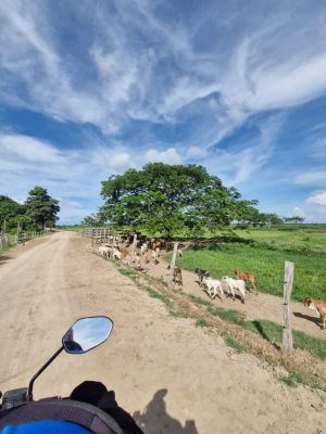 Vía de acceso de la comunidad ribereña de las Boquillas