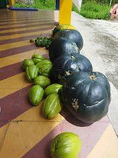 Alimento cosechados Escuela Simón Bolívar, Vereda San Felipe, Alcalá, Valle del Cauca